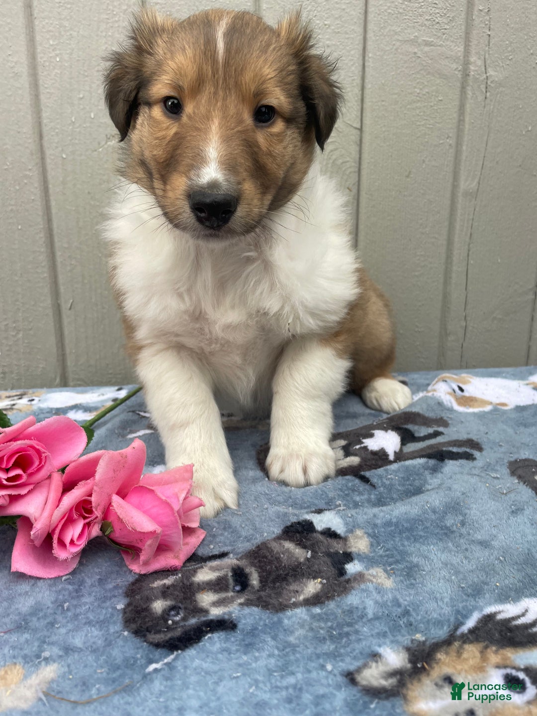 Collie dogs for sale: Connor - Ad 2