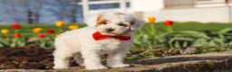 Miniature Poodle dogs for sale: Charles - Ad 10