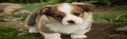 Welsh Corgi Pembroke dogs for sale: Buzz - Ad 2