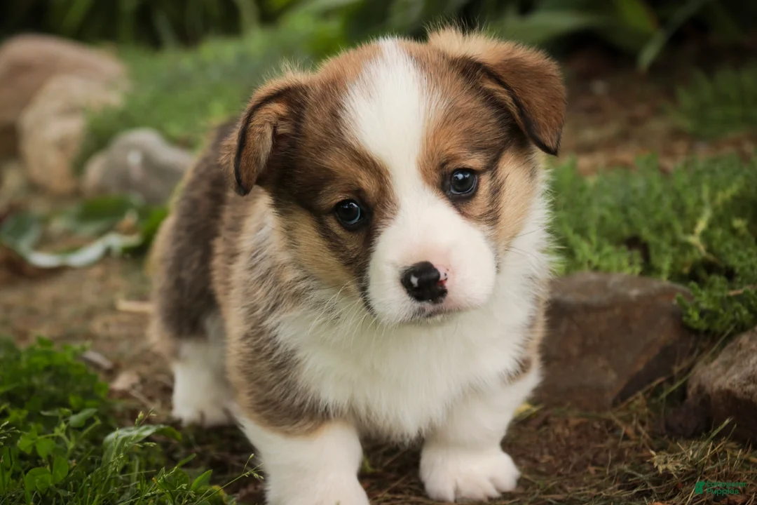 Welsh Corgi Pembroke dogs for sale: Buzz - Ad 2