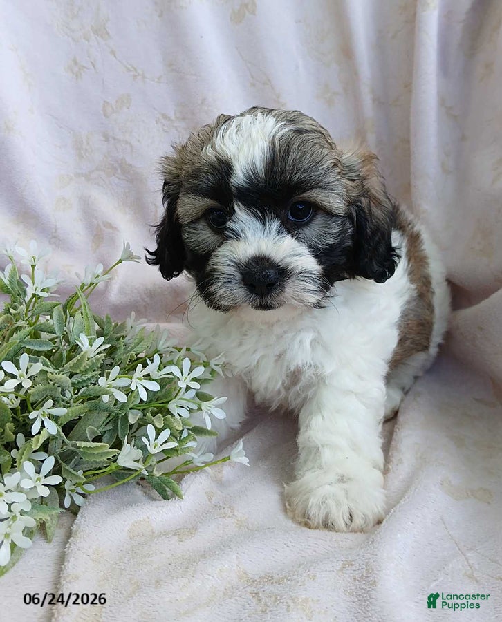 Teddy Bear dogs Ellis - Ad 1