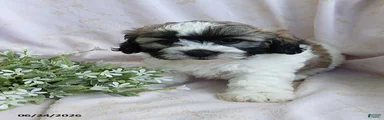 Ellis