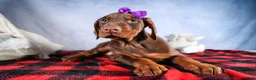 Doberman Pinscher dogs for sale: FANNIE - Ad 3