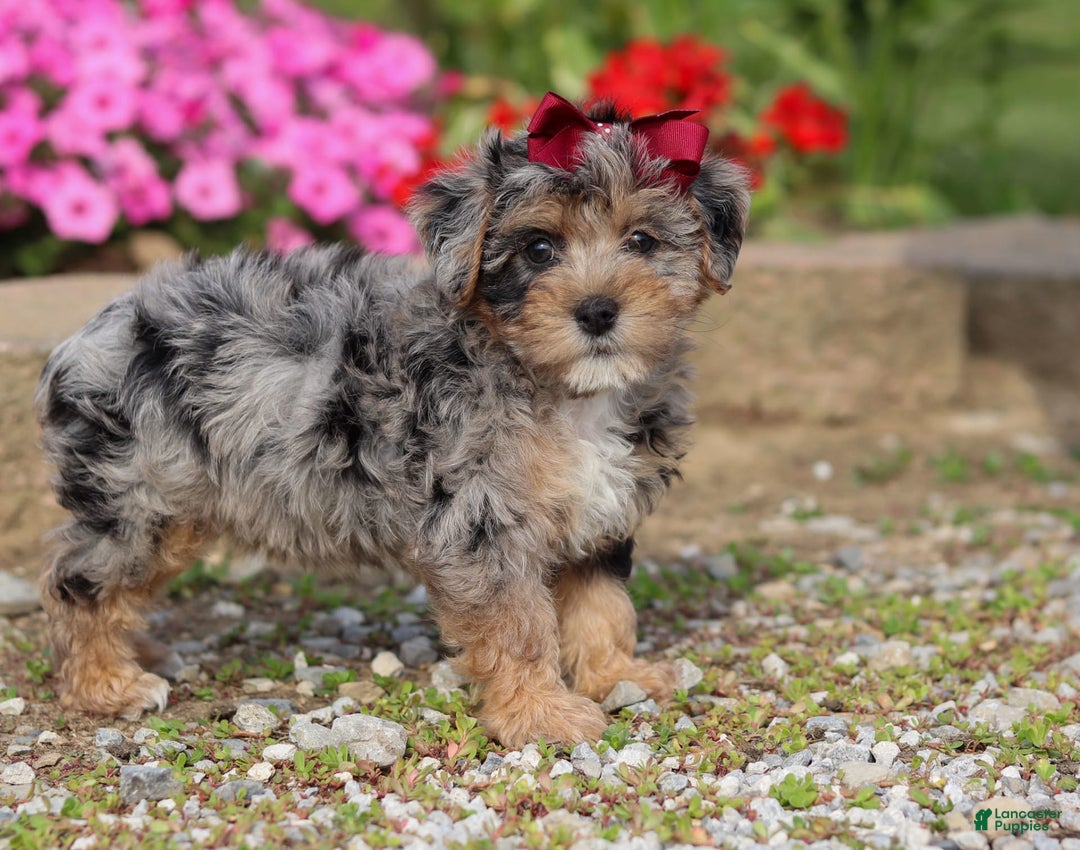 Yorkiepoo Puppies Pocket Yorkie Puppies For Sale Tan Miniature