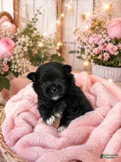 Pomeranian dogs Pomeranian 1 - Ad 1