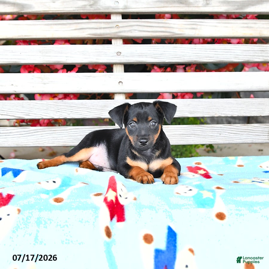 Miniature Pinscher dogs Jess  - Ad 1