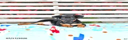 Miniature Pinscher dogs for sale: Jess  - Ad 1