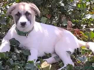 Mixed Breed dogs Great Pyrenees German Shepherd (Baby JoJo) - Ad 15