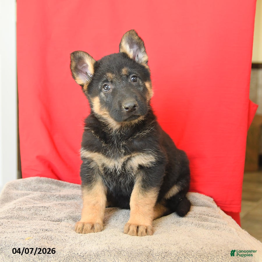 German Shepherd dogs Molly - Ad 1