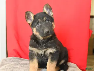German Shepherd dogs for sale: Molly - Ad 4