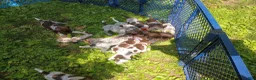German Shorthaired Pointer dogs for sale: Brown Collar aka Howard - Ad 9