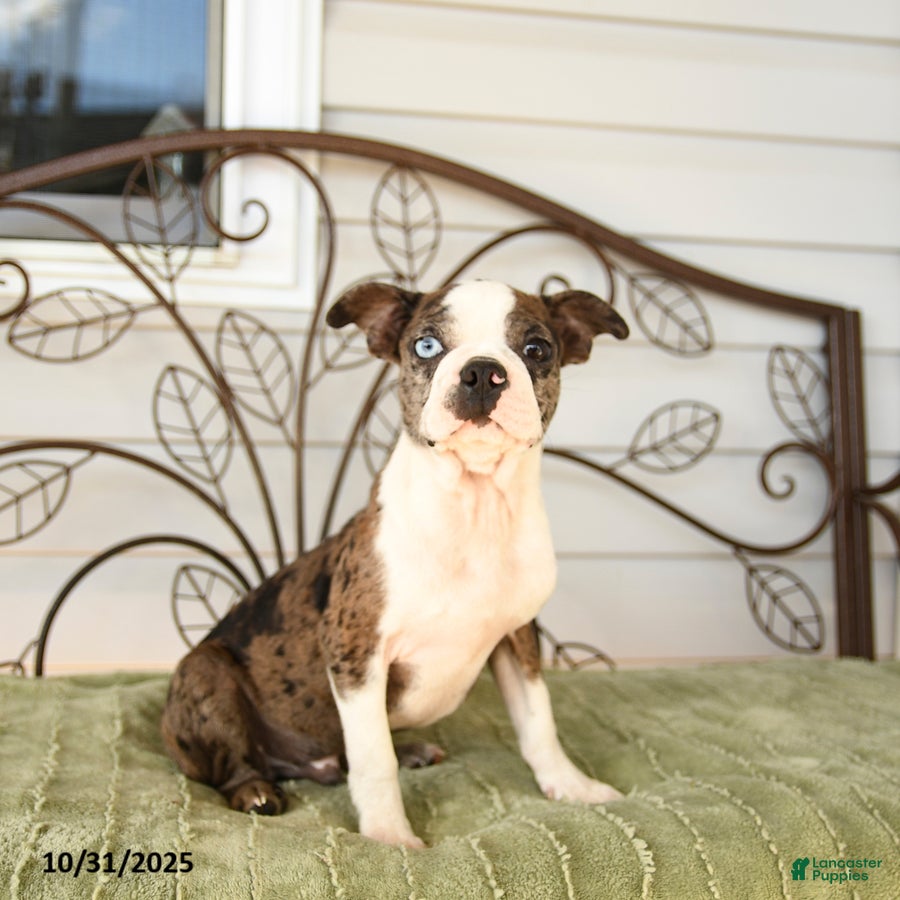 Boston Terrier dogs Davey - Ad 1