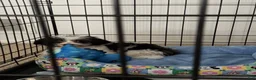 Mixed Breed dogs for sale: Milo - Ad 1