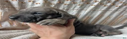 Great Dane dogs for sale: Francesca  - Ad 3