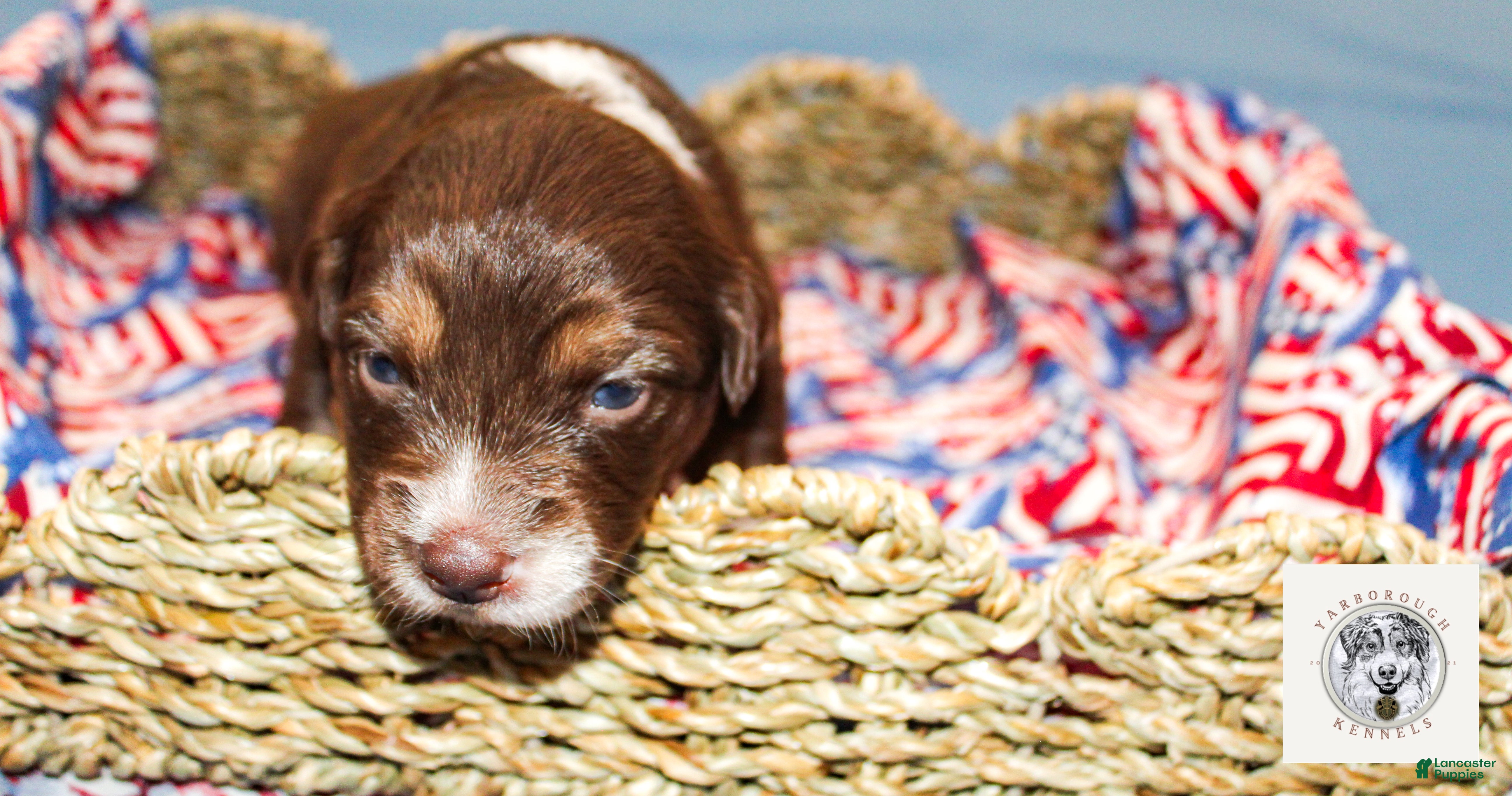 Miniature Australian Shepherd dogs Betsy Ross - Ad 2