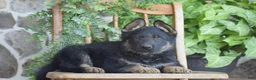 German Shepherd dogs for sale: Mason - Ad 4