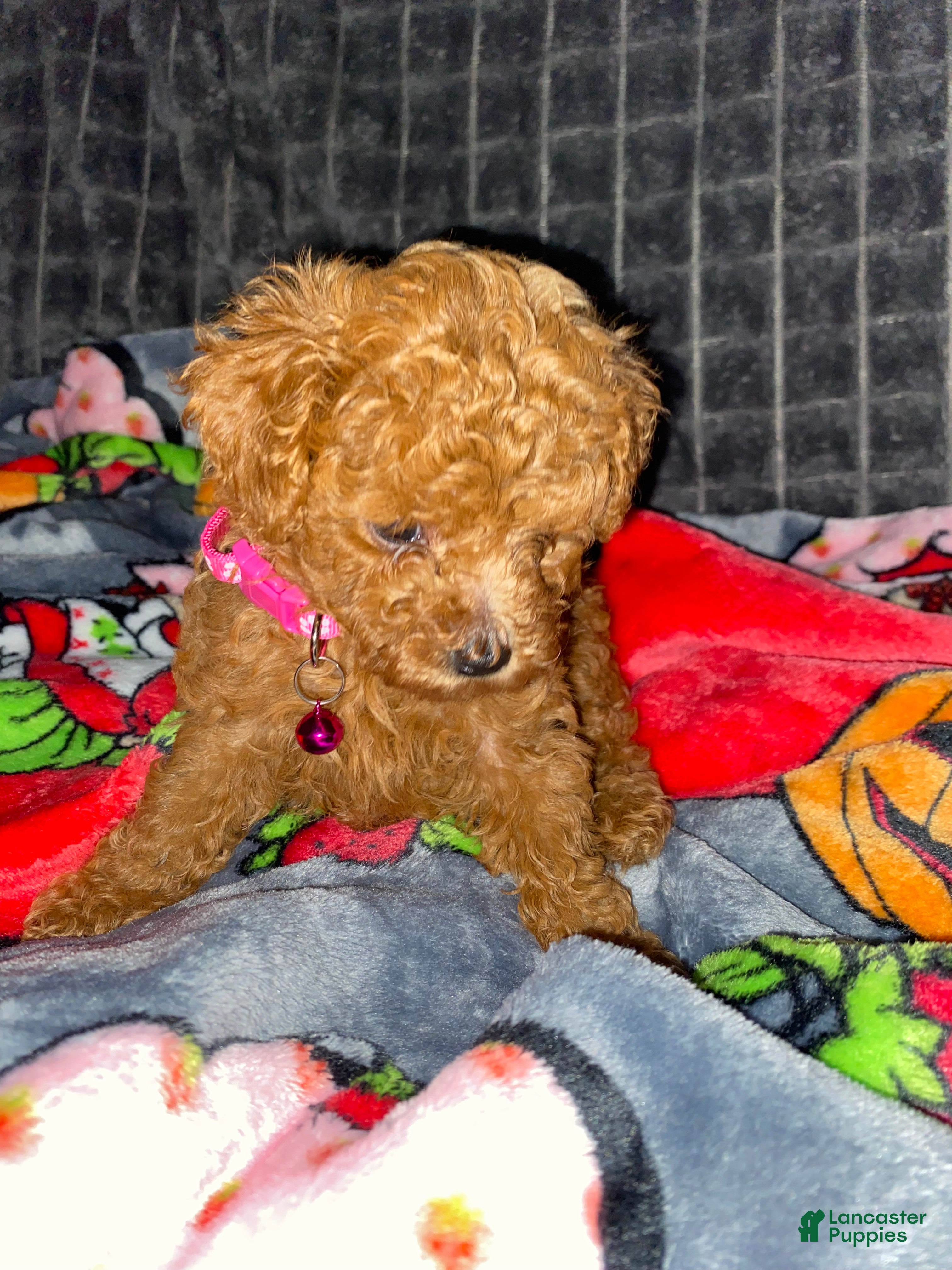 Toy Poodle dogs Belle - Ad 1