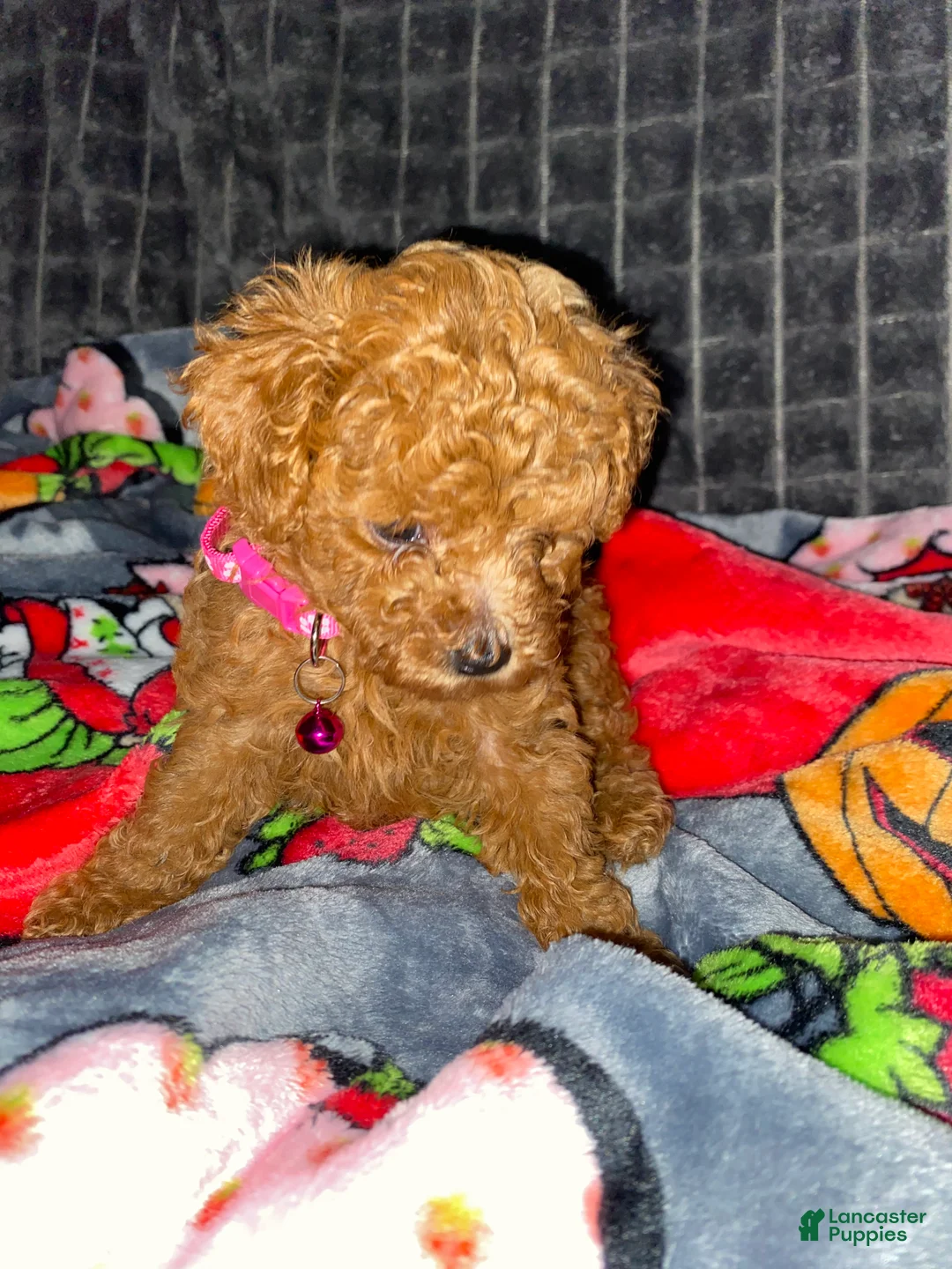 Toy Poodle dogs for sale: Belle - Ad 1