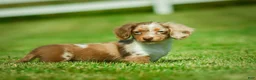 Miniature Dachshund dogs for sale: Easton - Ad 7