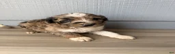 Aussiedoodle dogs for sale: Hoss - Ad 1