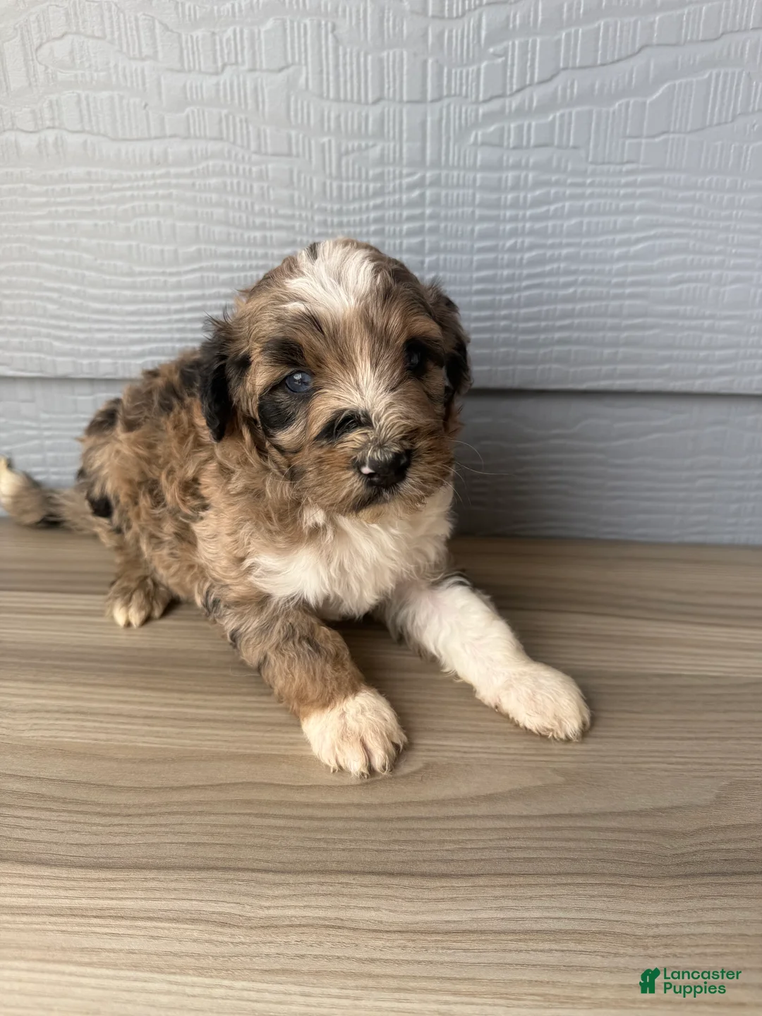 Aussiedoodle dogs for sale: Hoss - Ad 1