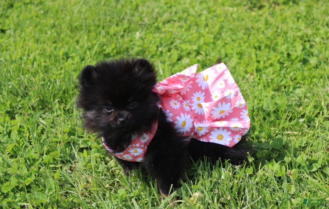 Pomeranian dogs Connie  - Ad 1