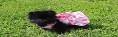 Connie 
