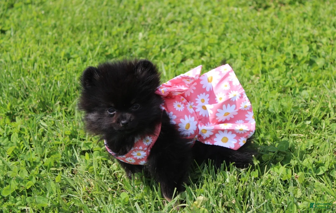Pomeranian dogs for sale: Connie  - Ad 1