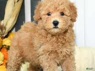 Mixed Breed dogs - Ad 2