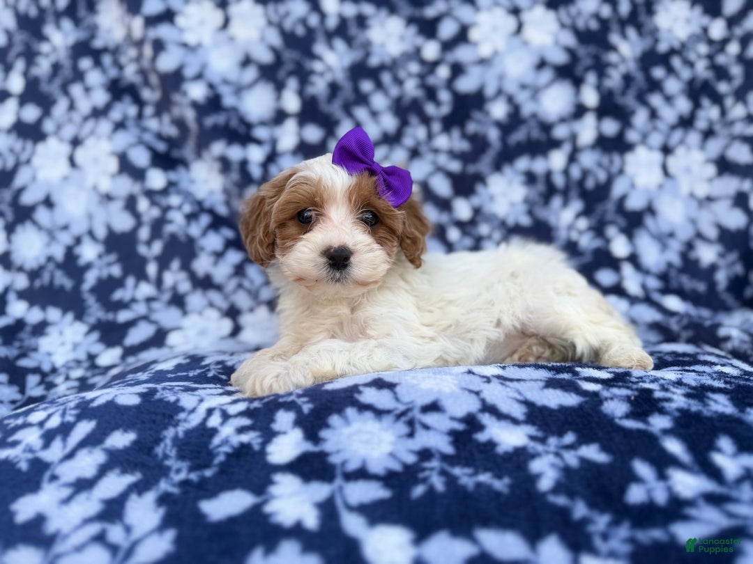 Cavapoo dogs for sale: Opal - Ad 2
