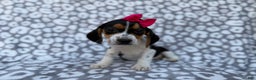 Beagle dogs for sale: Velma - Ad 9