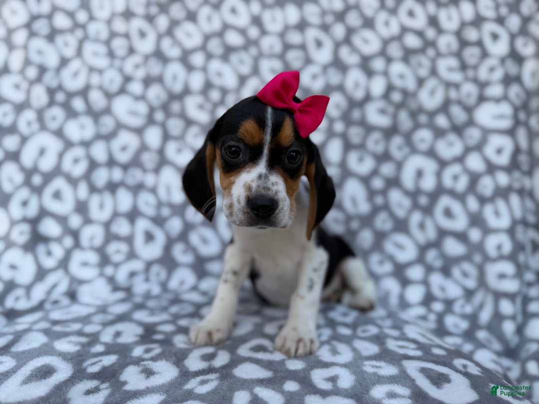 Beagle dogs for sale: Velma - Ad 9