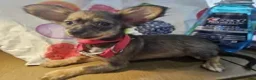 Chihuahua dogs for sale: Teddy Griz ( LH 6 lb) - Ad 5