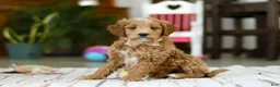 Mini Goldendoodle dogs for sale: Monica - Ad 3