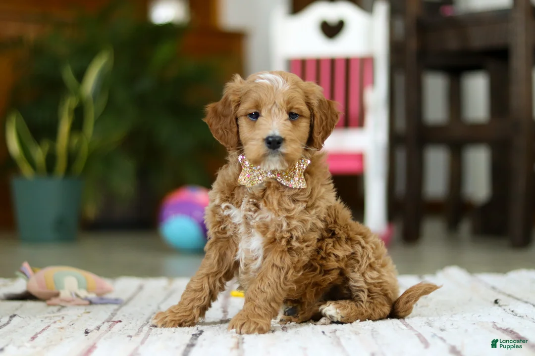 Mini Goldendoodle dogs for sale: Monica - Ad 3