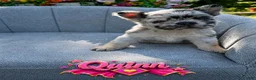 French Bulldog dogs for sale: Quinn (Blue and tan fluffy) - Ad 1