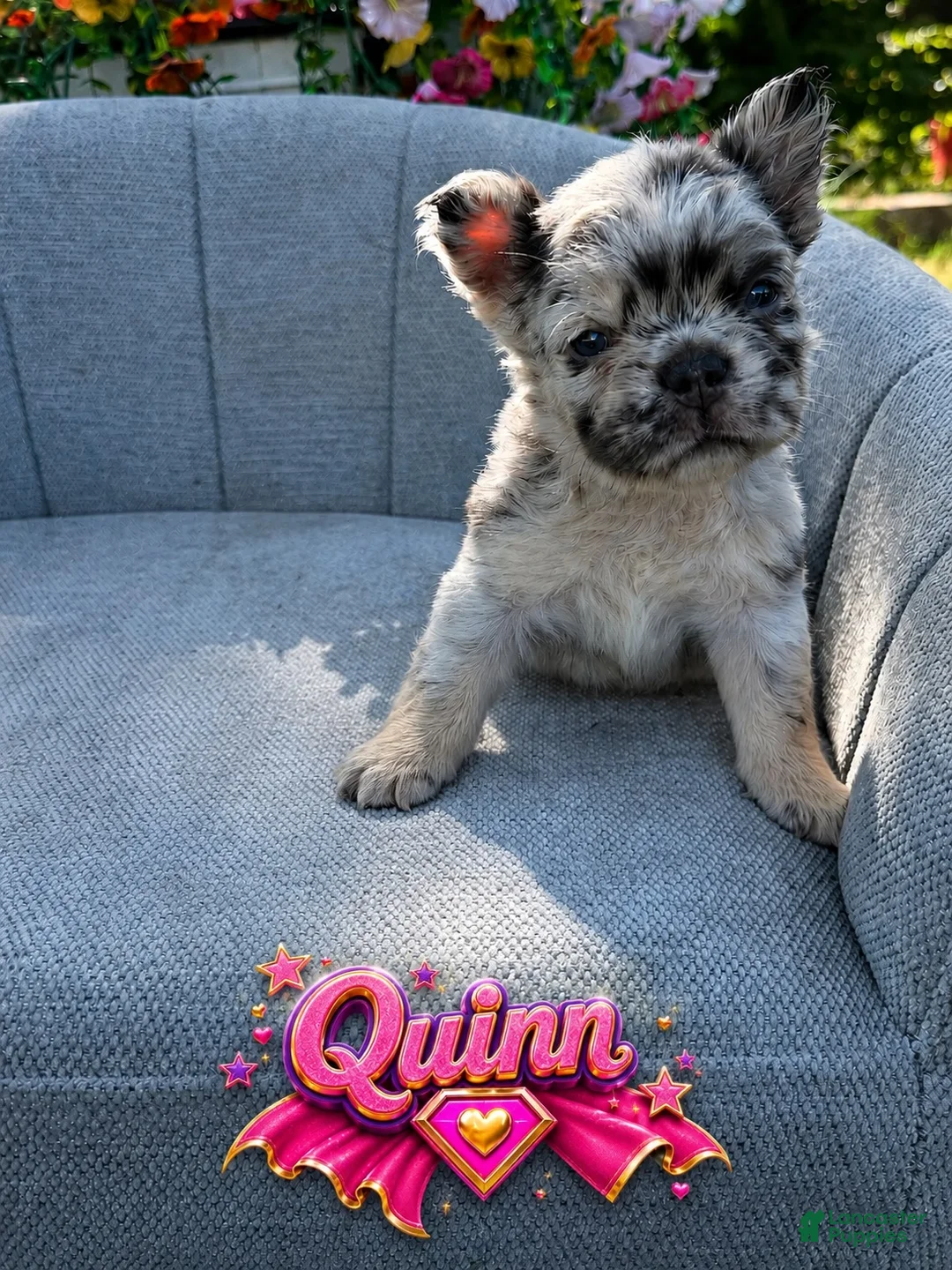 French Bulldog dogs for sale: Quinn (Blue and tan fluffy) - Ad 1