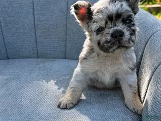 French Bulldog dogs Quinn (Blue and tan fluffy) - Ad 4