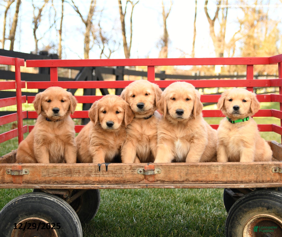 Golden Retriever dogs for sale: Elsie - Ad 3