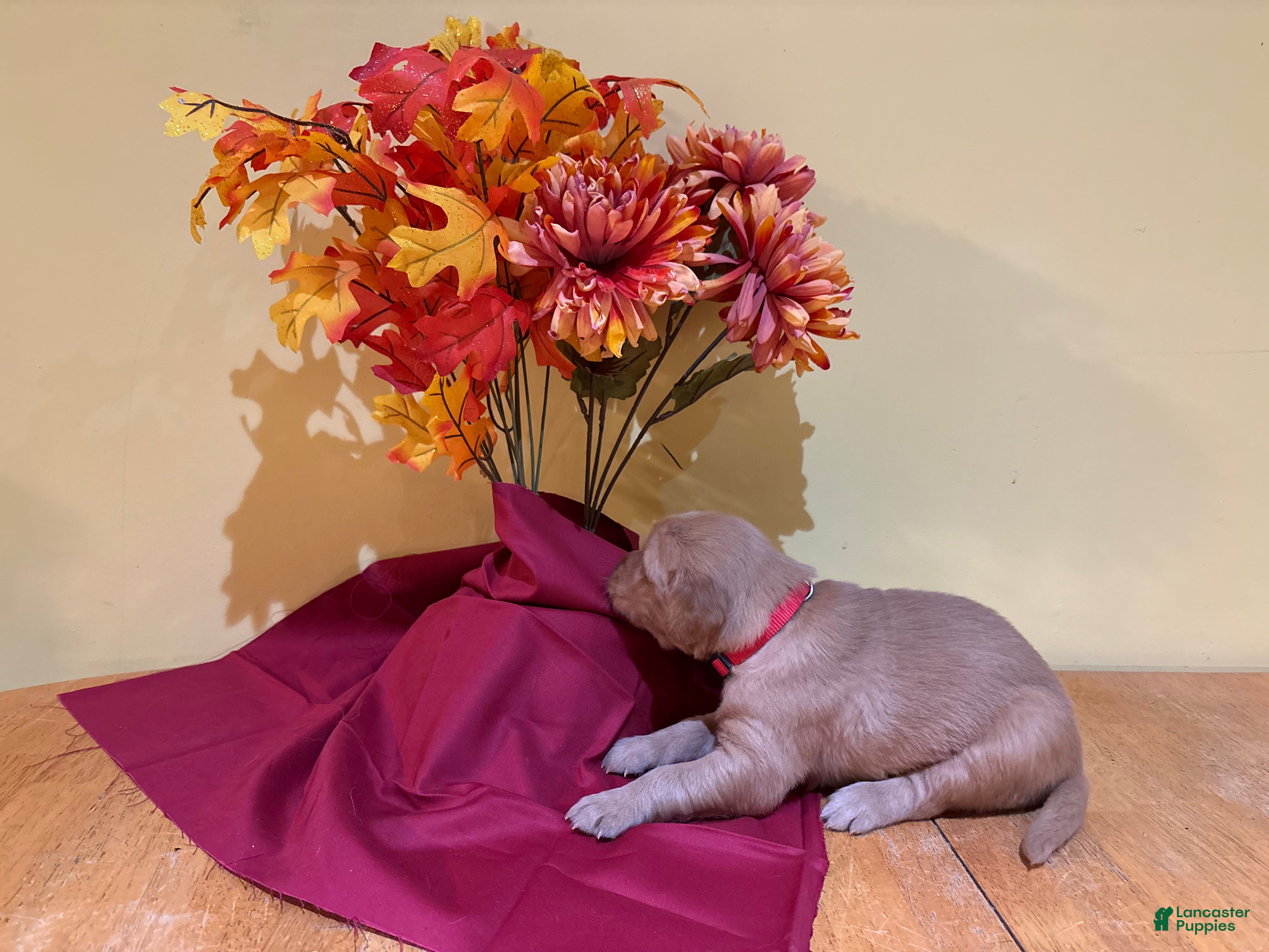Golden Retriever dogs for sale: Miss Red - Ad 3