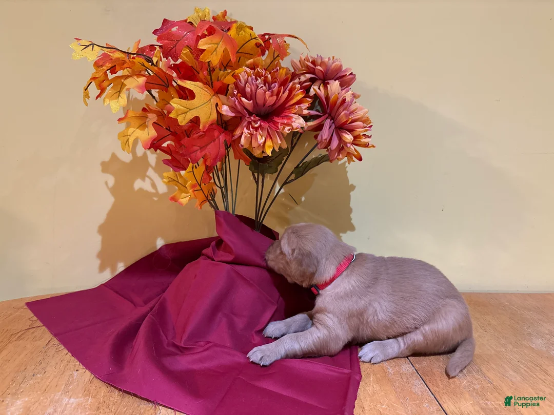 Golden Retriever dogs for sale: Miss Red - Ad 1