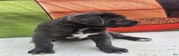 Cane Corso dogs for sale: MOCHA - Ad 14