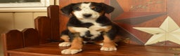 Greater Swiss Mountain Dog dogs for sale: Gloria - Ad 5