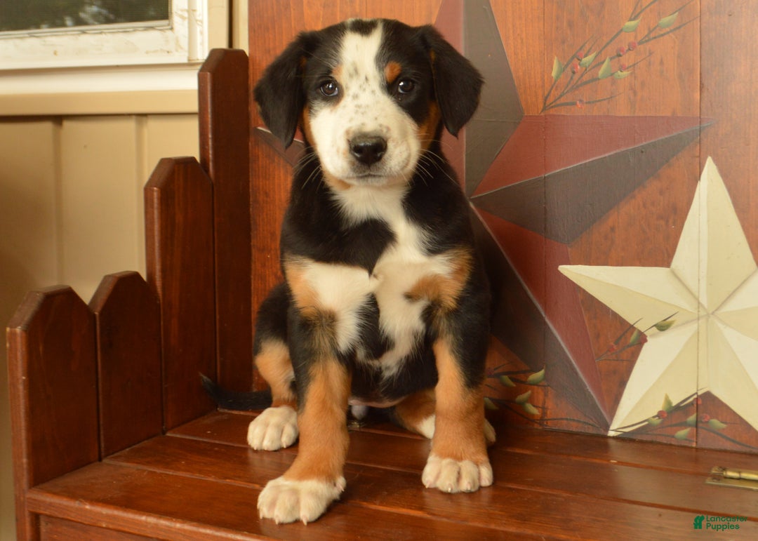 Greater Swiss Mountain Dog dogs for sale: Gloria - Ad 5