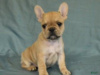 French Bulldog dogs - Ad 22