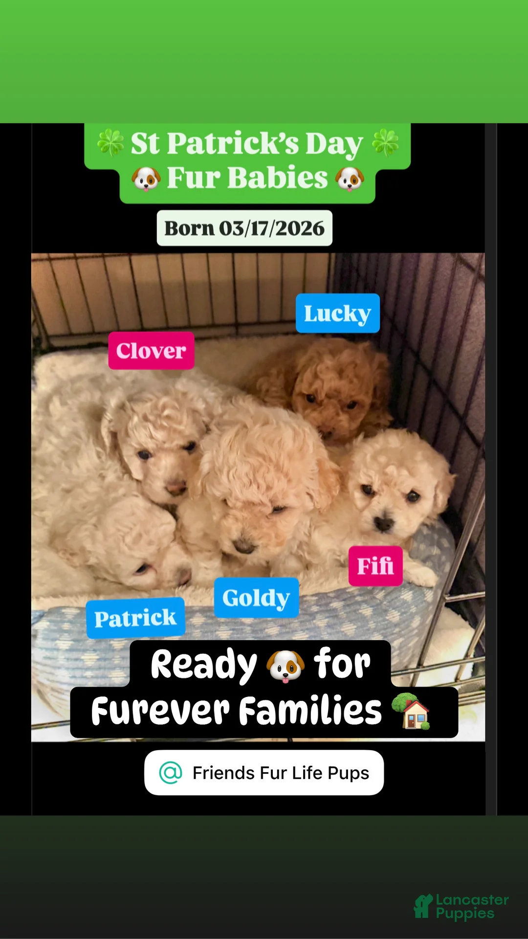 Bichpoo dogs for sale: Goldy - Ad 1