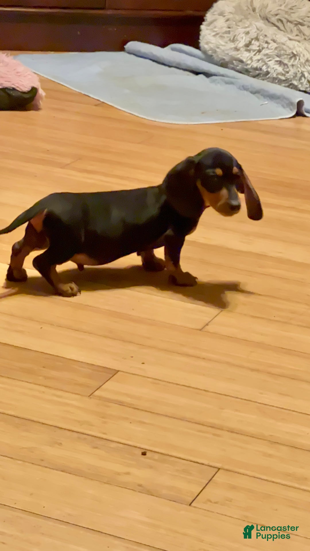 Miniature Dachshund dogs for sale: AKC am red ch - Ad 8
