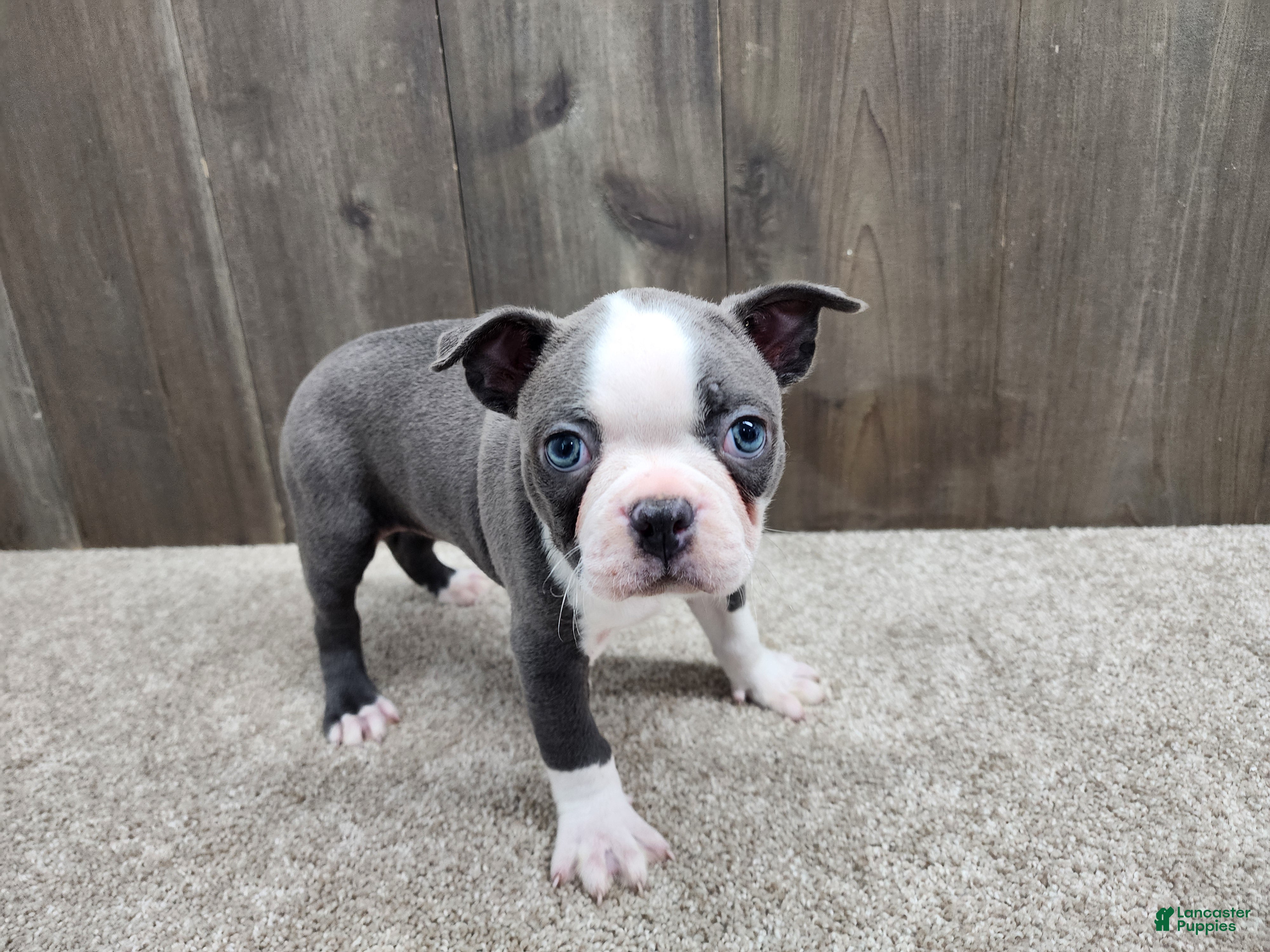 Boston Terrier dogs Boston Terrier Puppy 2 - Ad 2