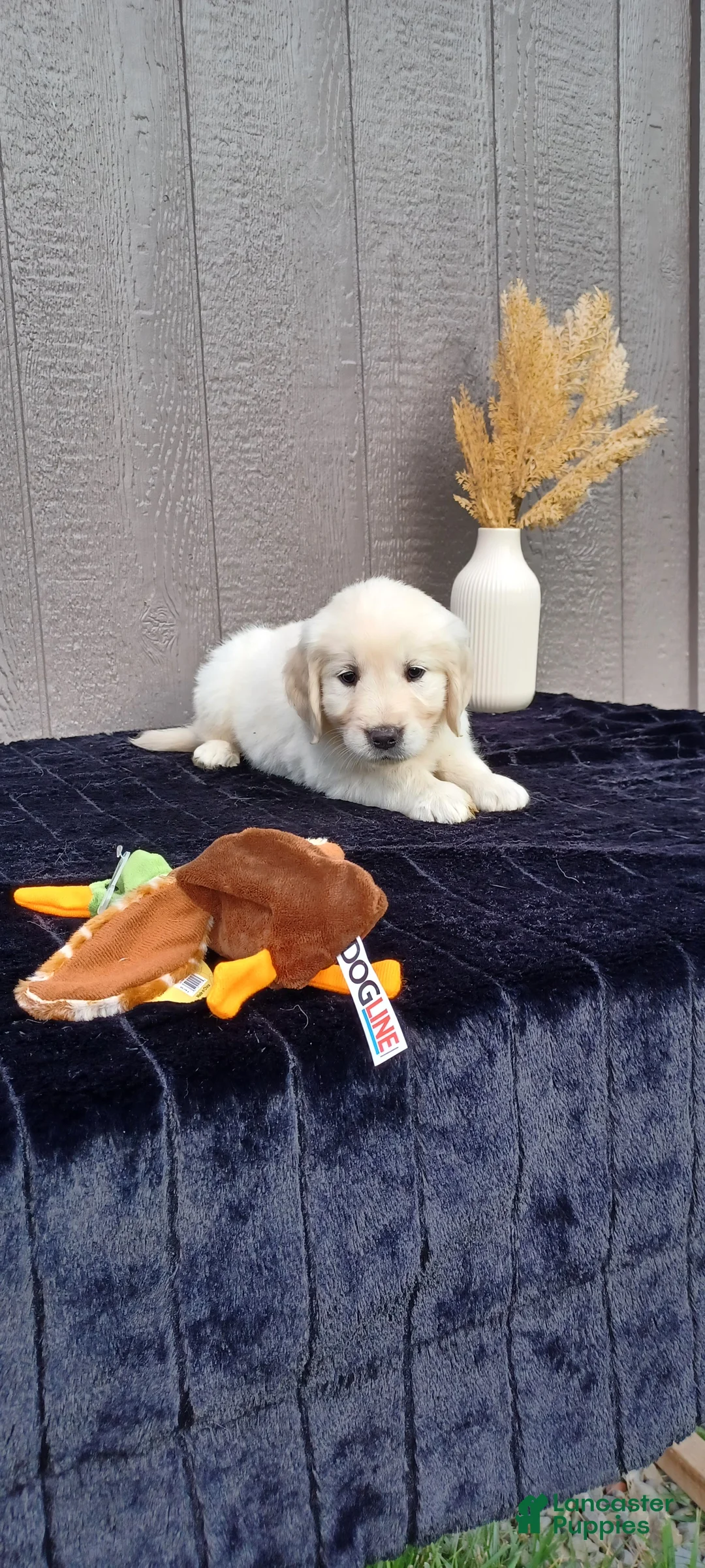 Golden Retriever dogs for sale: Audery - Ad 2