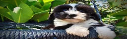 Havapoo dogs for sale: Kibbles - Ad 3